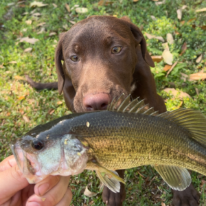 A person holds a fish while a brown dog curiously watches nearby.