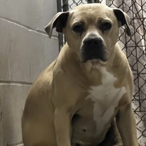 A tan dog with a white chest sits in a kennel, looking directly at the camera.