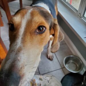 A close-up of a dog's face, looking curiously at the camera, with a food bowl nearby.