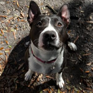A black and white dog with a pink collar sits on the ground, looking up with a curious expression.