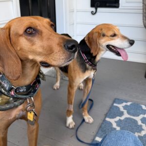 Two dogs sit on a porch, one with a collar and tags, the other panting with its tongue out.
