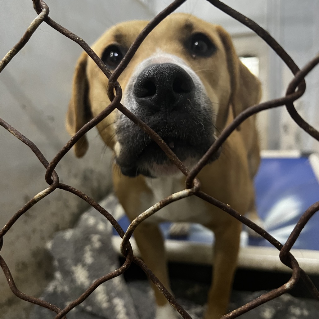 A brown dog looks through a wire fence in a kennel, appearing curious and eager.
