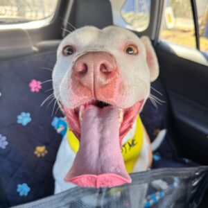 A happy dog with a big tongue sits in a car, wearing a yellow collar.