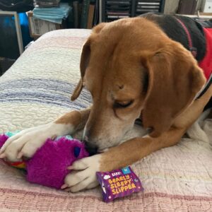 A beagle plays with a colorful plush toy on a quilted bedspread. A toy tag is visible nearby.