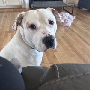 A white dog with brown spots looks curiously at the camera in a living room.