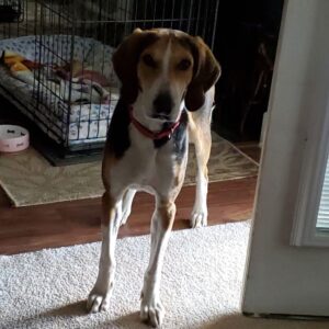 A dog stands in a room, looking towards the camera, with a dog bed and crate in the background.