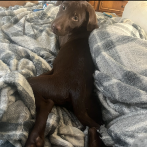 A brown dog lies on a gray blanket, looking back over its shoulder.