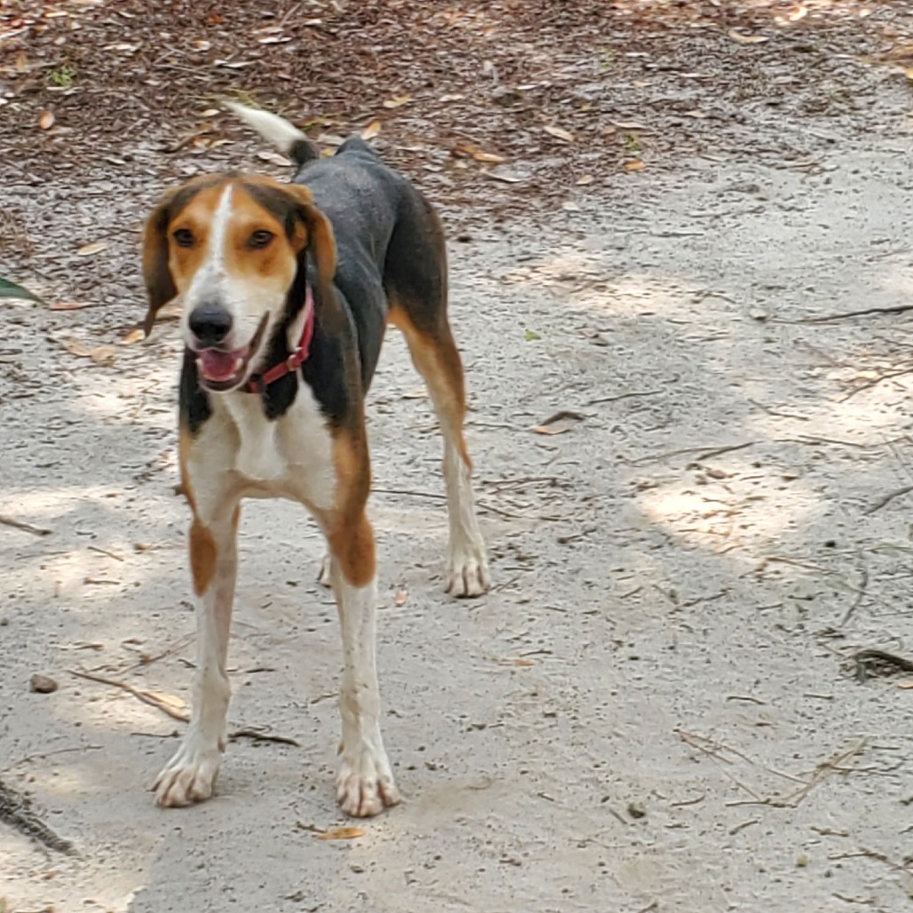 A happy dog stands on a sandy path, surrounded by leaves and trees.