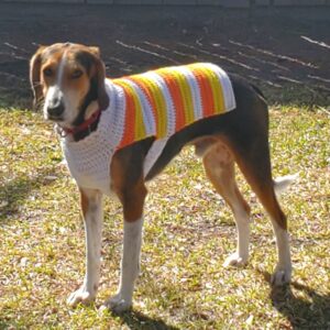 A dog stands on grass, wearing a colorful striped sweater.