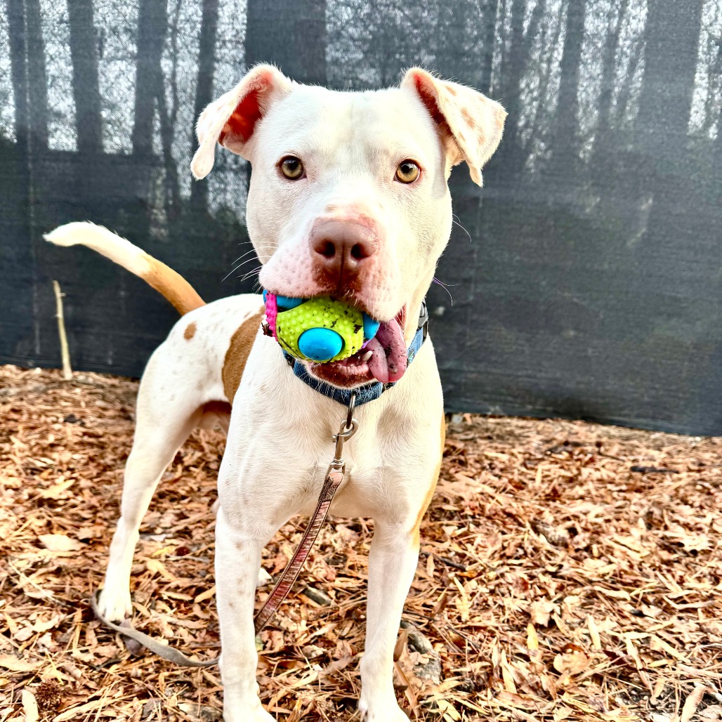 A white dog with brown spots holds a colorful ball in its mouth, standing on a bed of leaves.