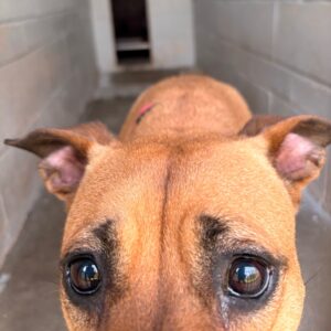 A close-up of a brown dog’s face, looking directly at the camera in a narrow hallway.