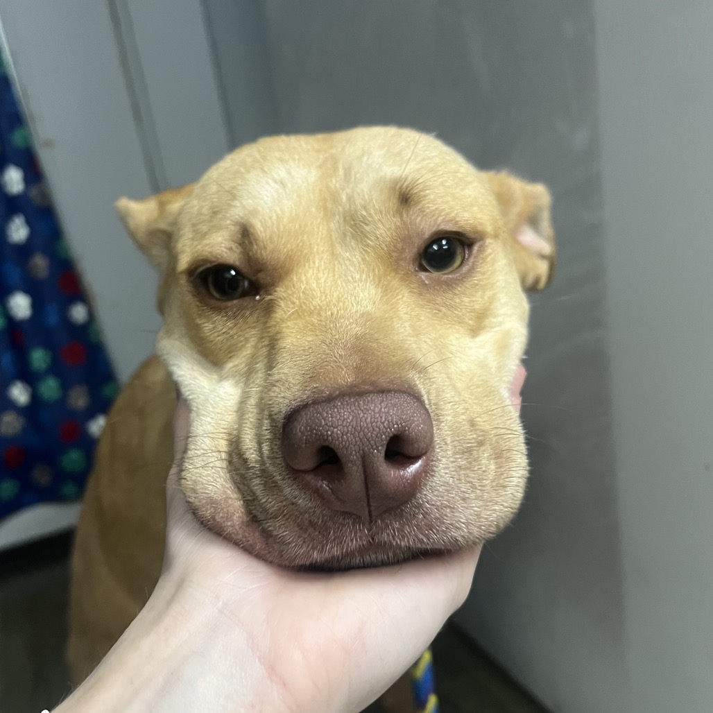 A person gently holds a dog's face, showcasing its expressive features.