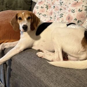 A beagle lies on a gray couch, looking curiously at the camera. Floral pillow in the background.