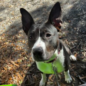 A black and white dog with large ears sits on a leaf-covered ground, looking directly at the camera.