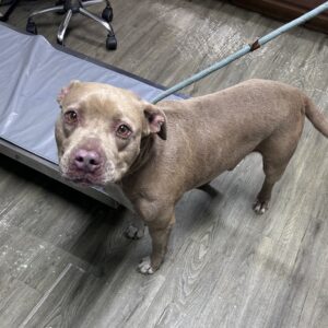 A brown dog stands on a wooden floor, looking directly at the camera, with a leash attached.