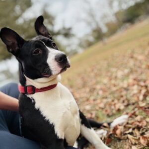 A black and white dog sits on fallen leaves, looking attentively to the side. A person’s hand is nearby.