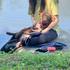 A person sits by a water body, holding a relaxed dog in their lap. A leash and phone are nearby.