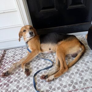 A dog lies on a patterned mat in front of a black door, relaxed with a leash beside it.
