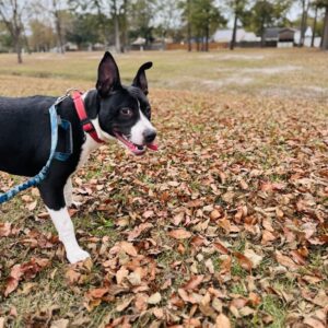 A black and white dog stands on a ground covered with autumn leaves, looking playfully to the side.