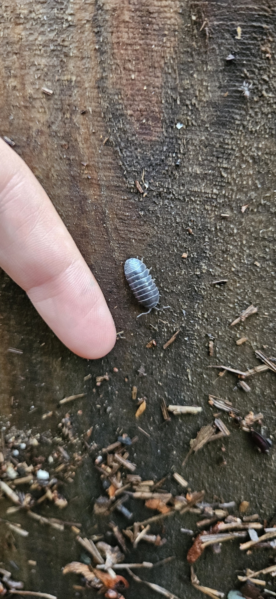 A finger points at a small, segmented gray insect on a wooden surface with scattered debris.