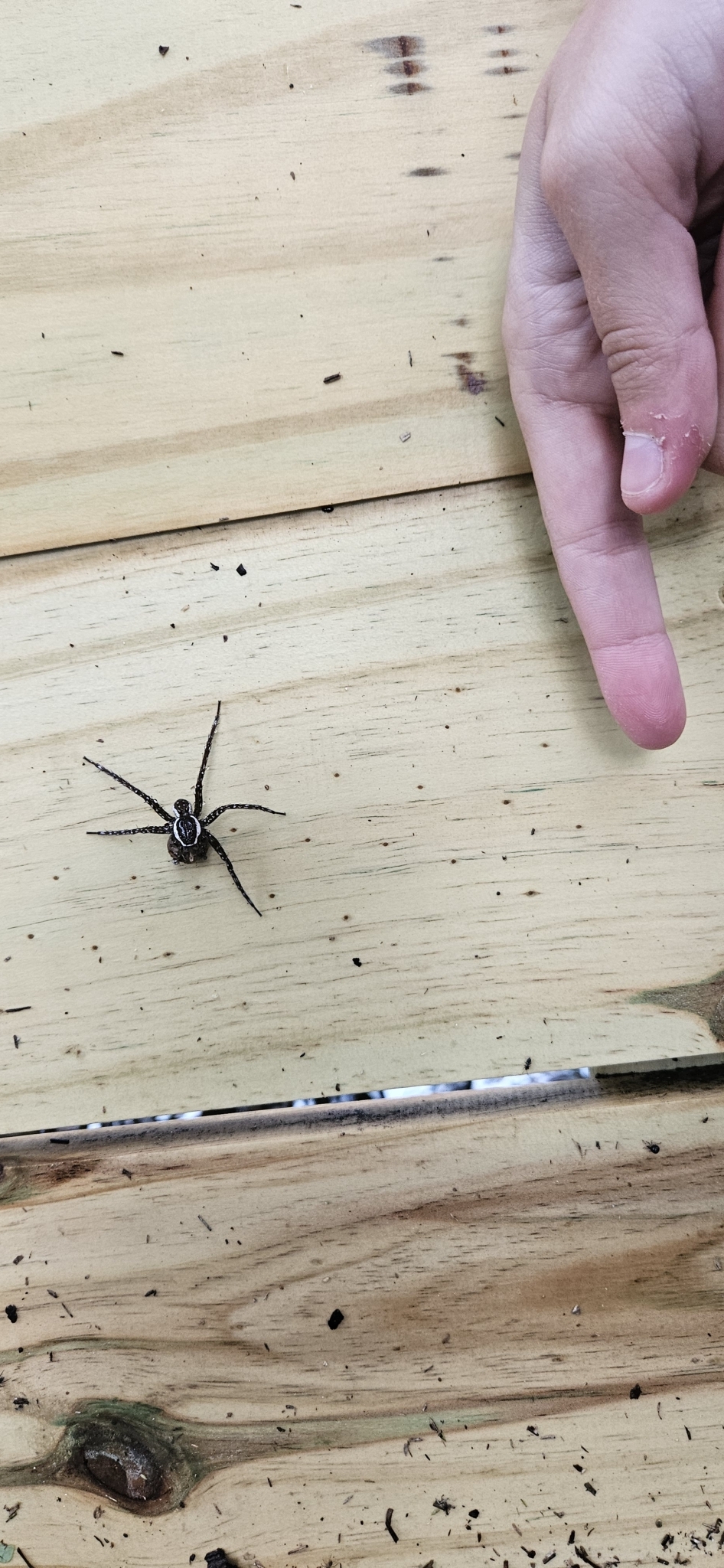 A hand points at a spider on a wooden surface, surrounded by small debris.