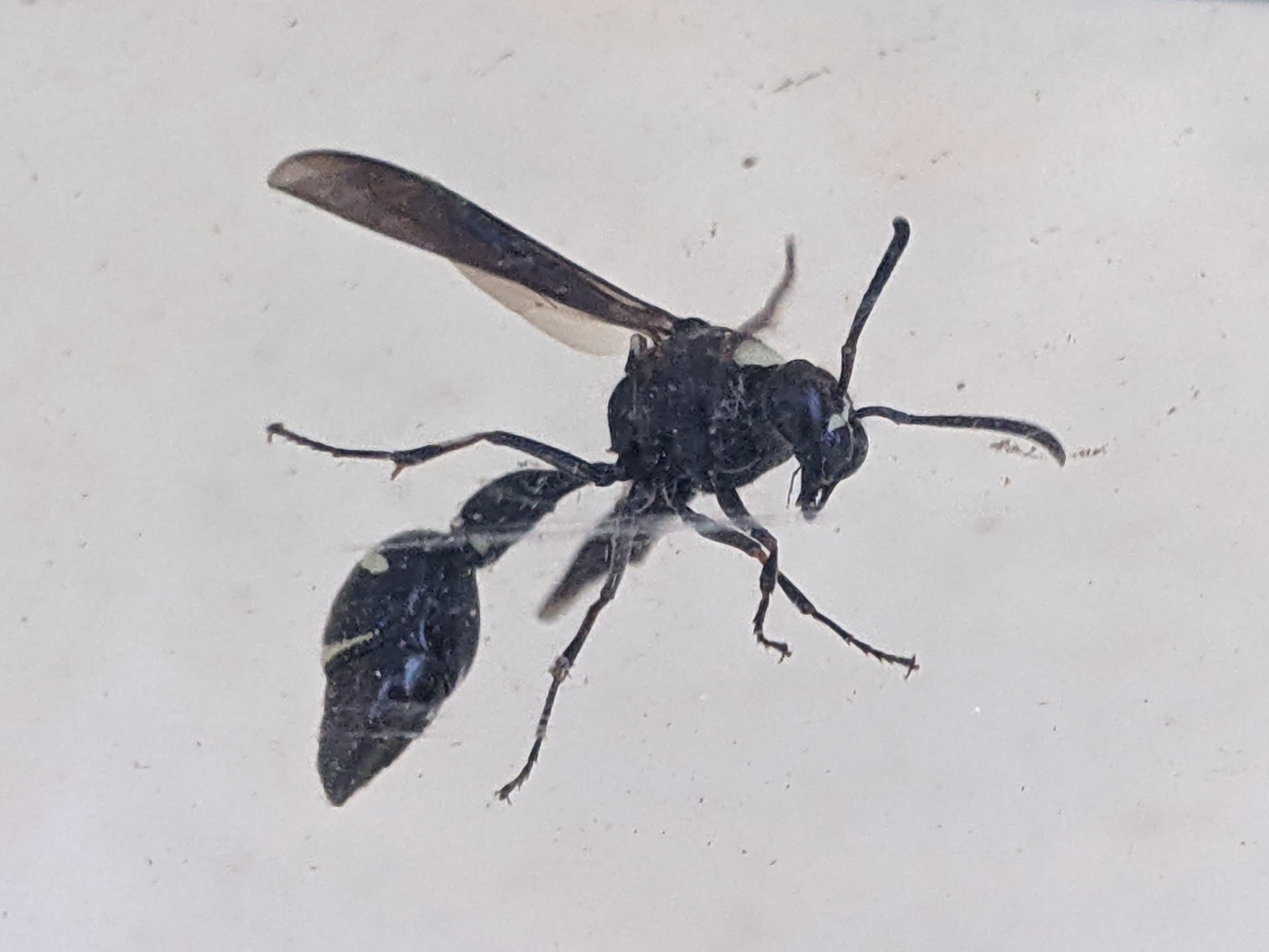 A black insect with wings and antennae, hovering against a light background.