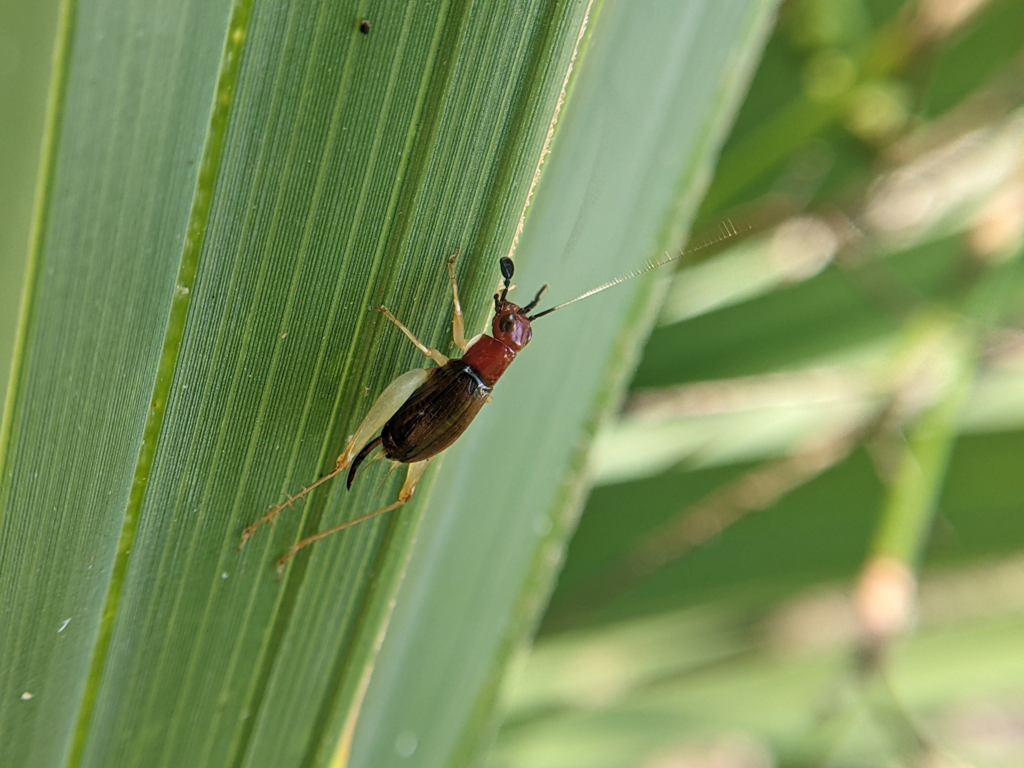 A small insect with a red head and brown body clings to a green leaf.
