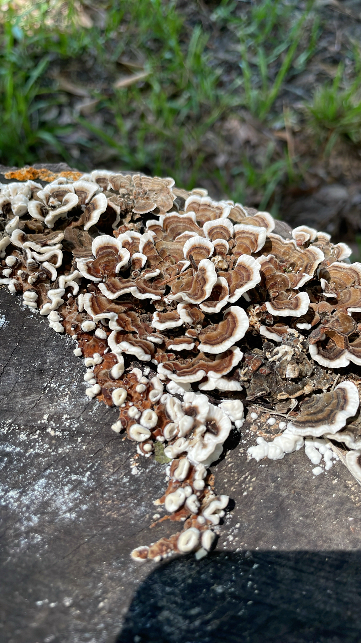 Clusters of brown and white mushrooms grow on a wooden surface, surrounded by green grass.