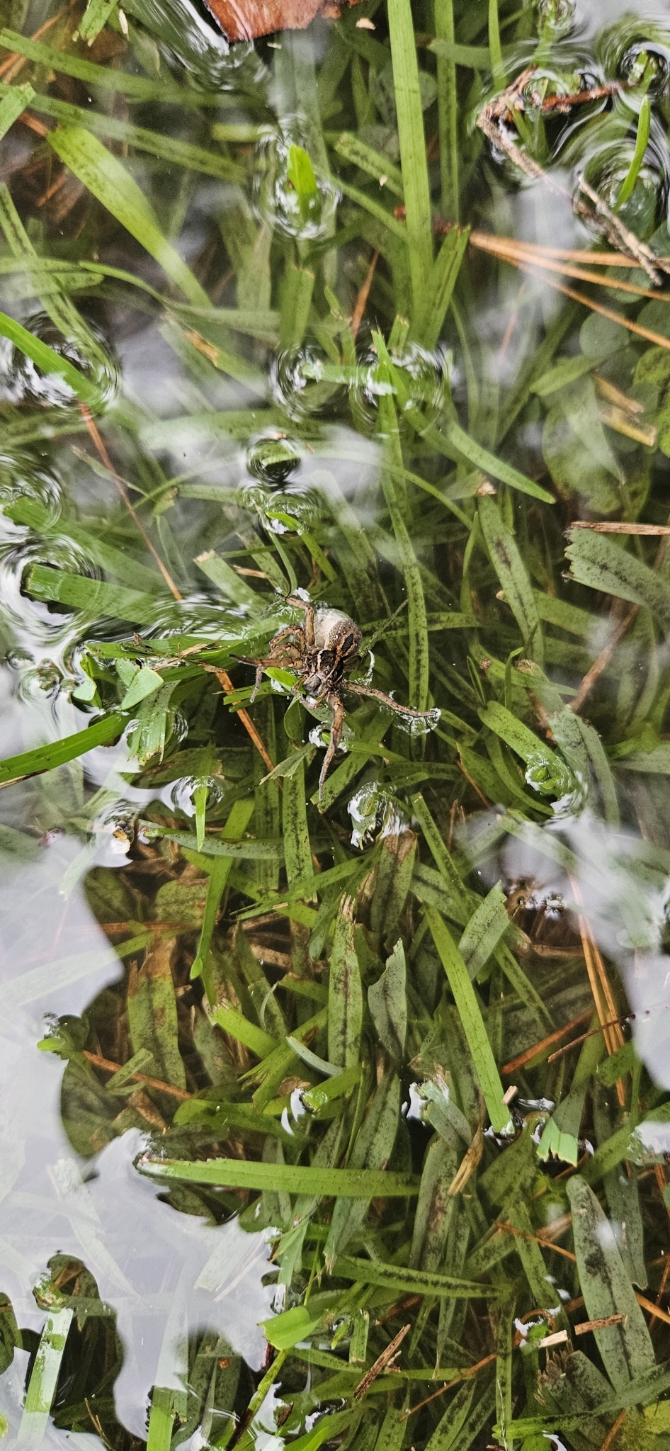 A small frog sits on wet grass, partially submerged in shallow water. Ripples surround it.