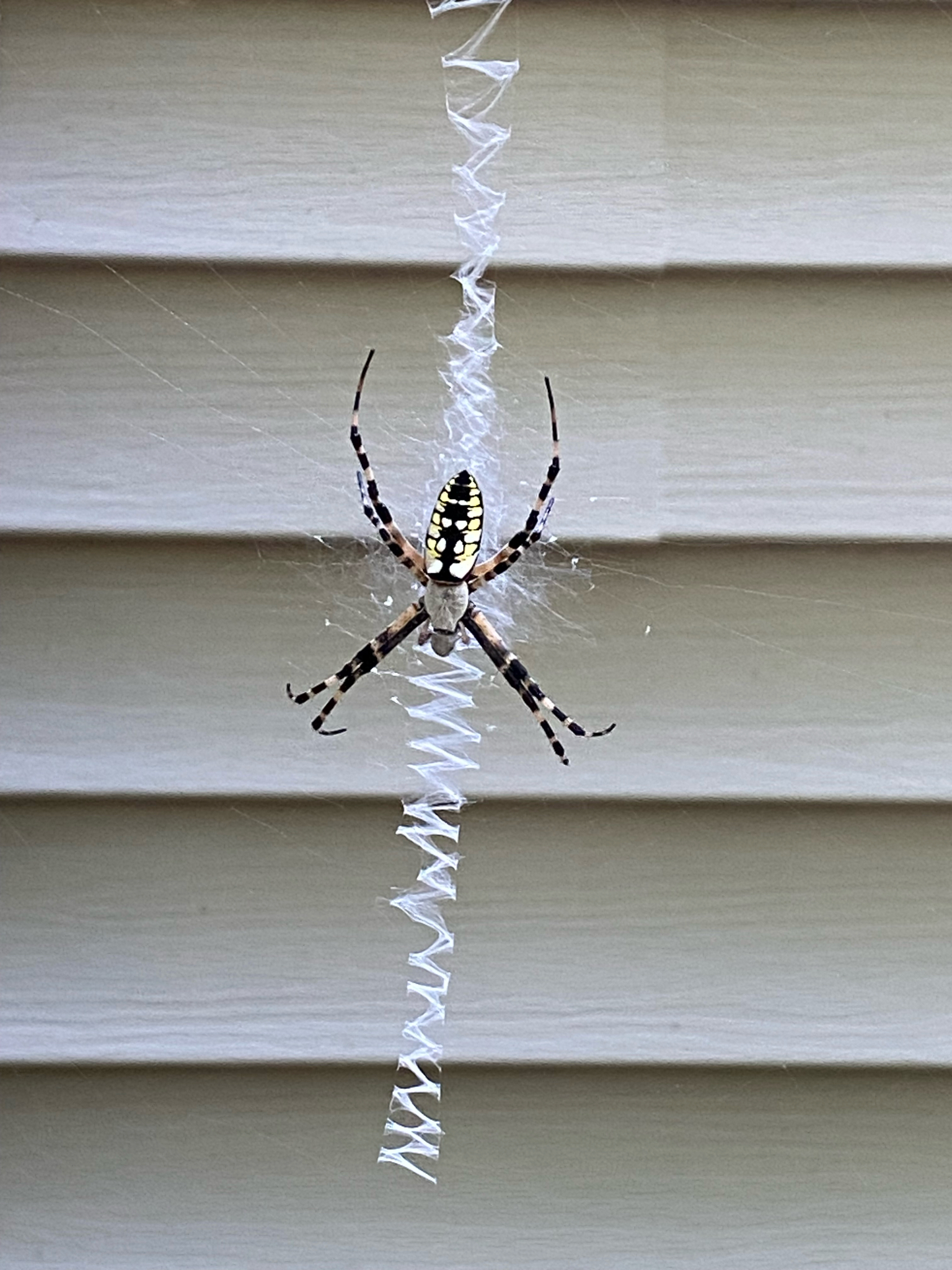 A spider with yellow and black markings hangs on a web against a textured wall.