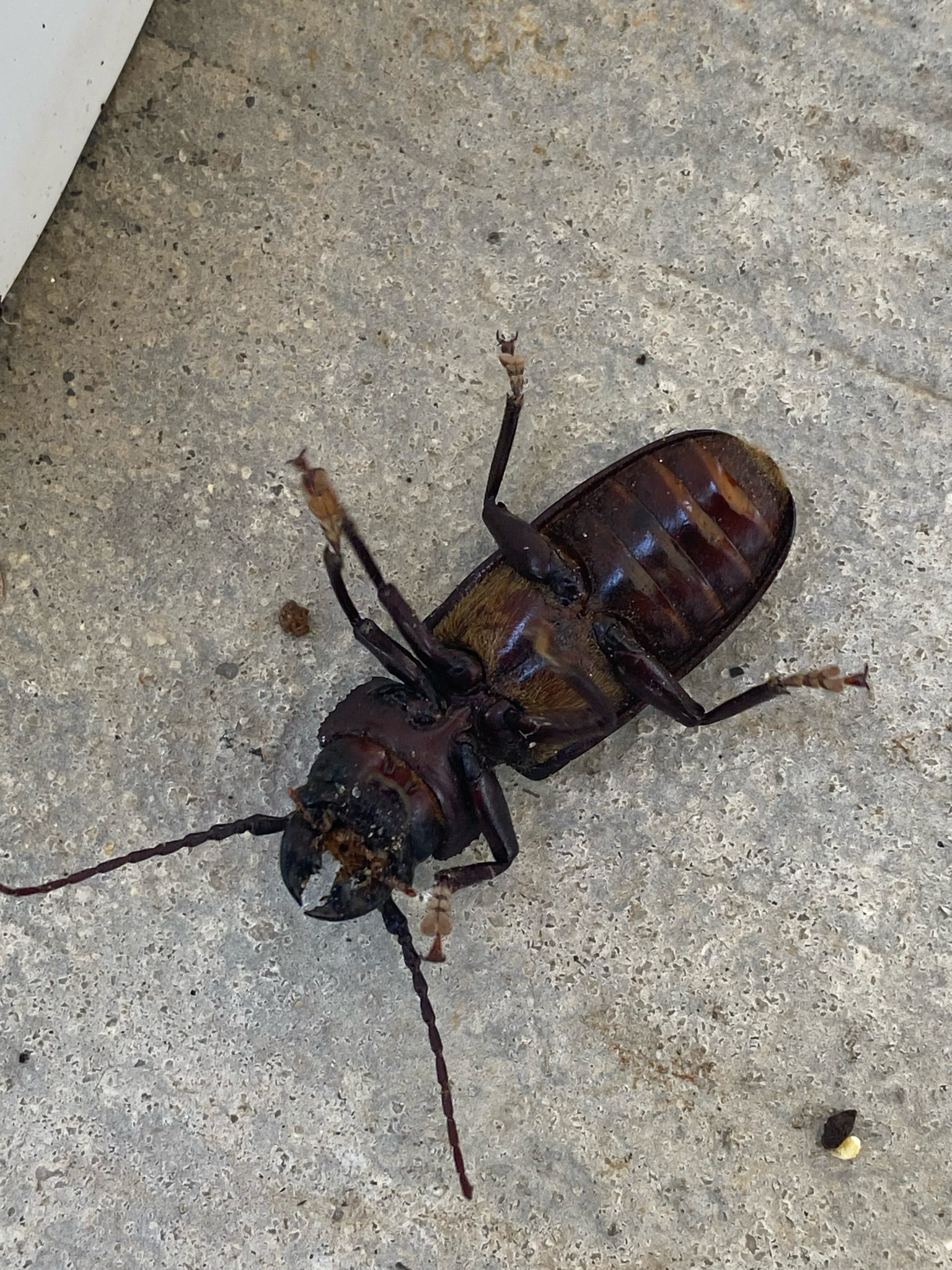 A large brown beetle lies on a concrete surface, with visible antennae and legs.