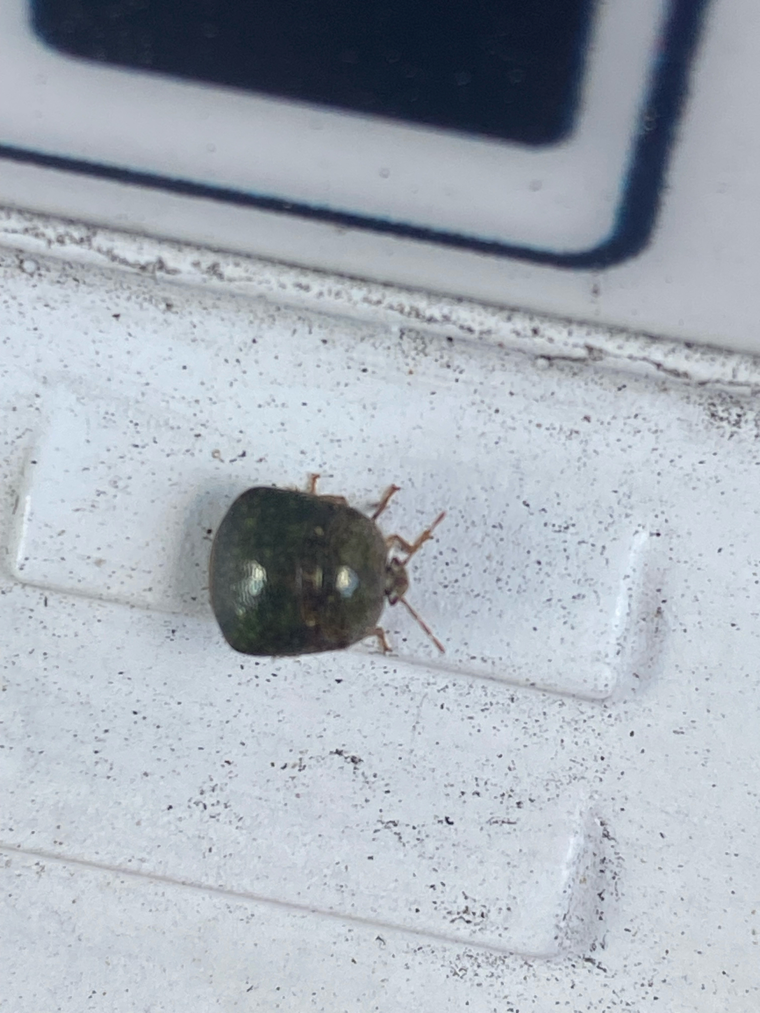 A small green bug with six legs rests on a white surface with visible dirt.