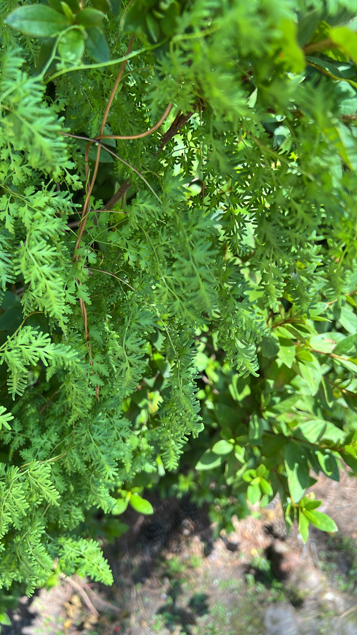 Lush green foliage with finely divided leaves, intertwined with other plants.