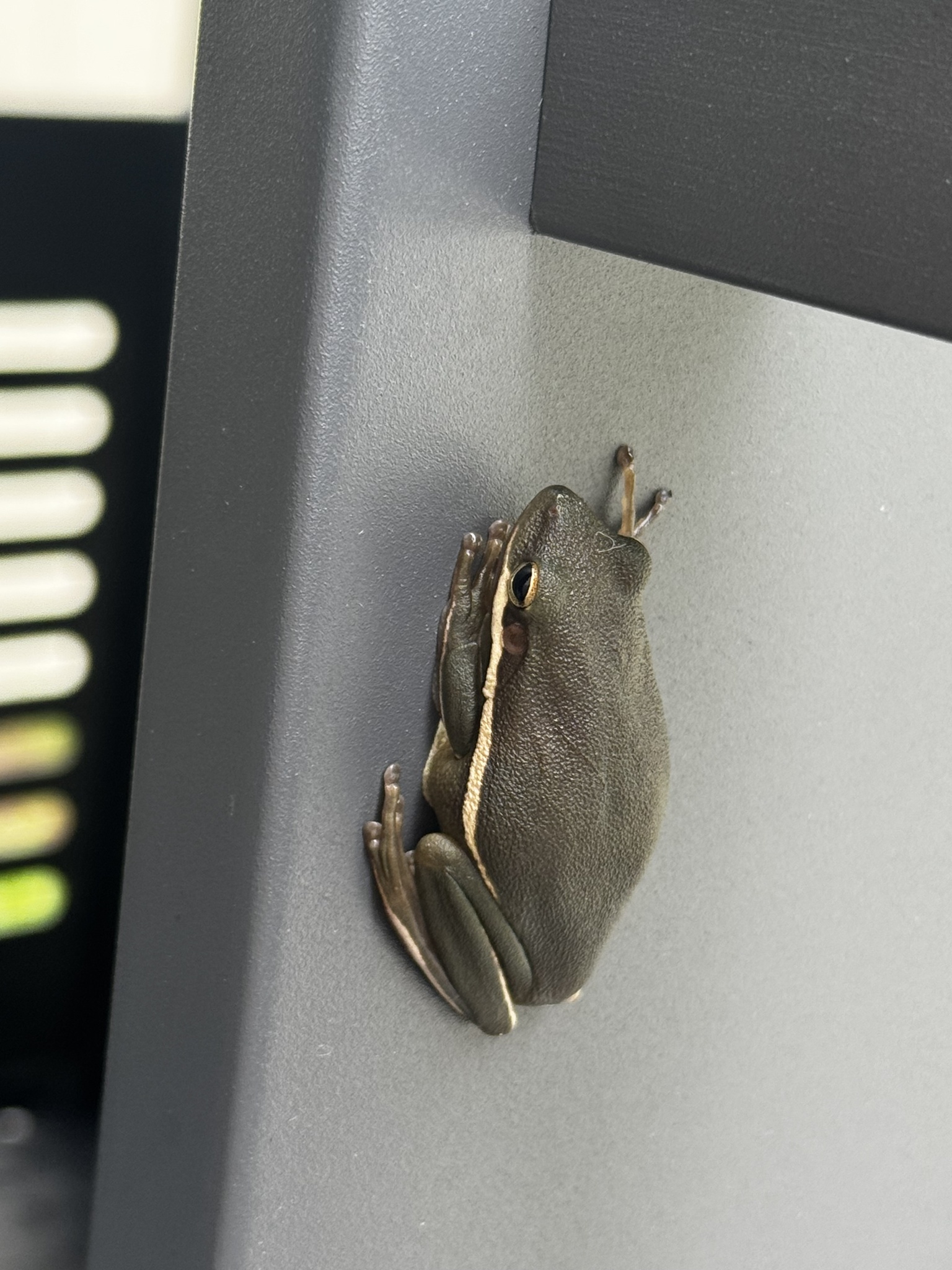 A green frog clings to the side of a gray object.