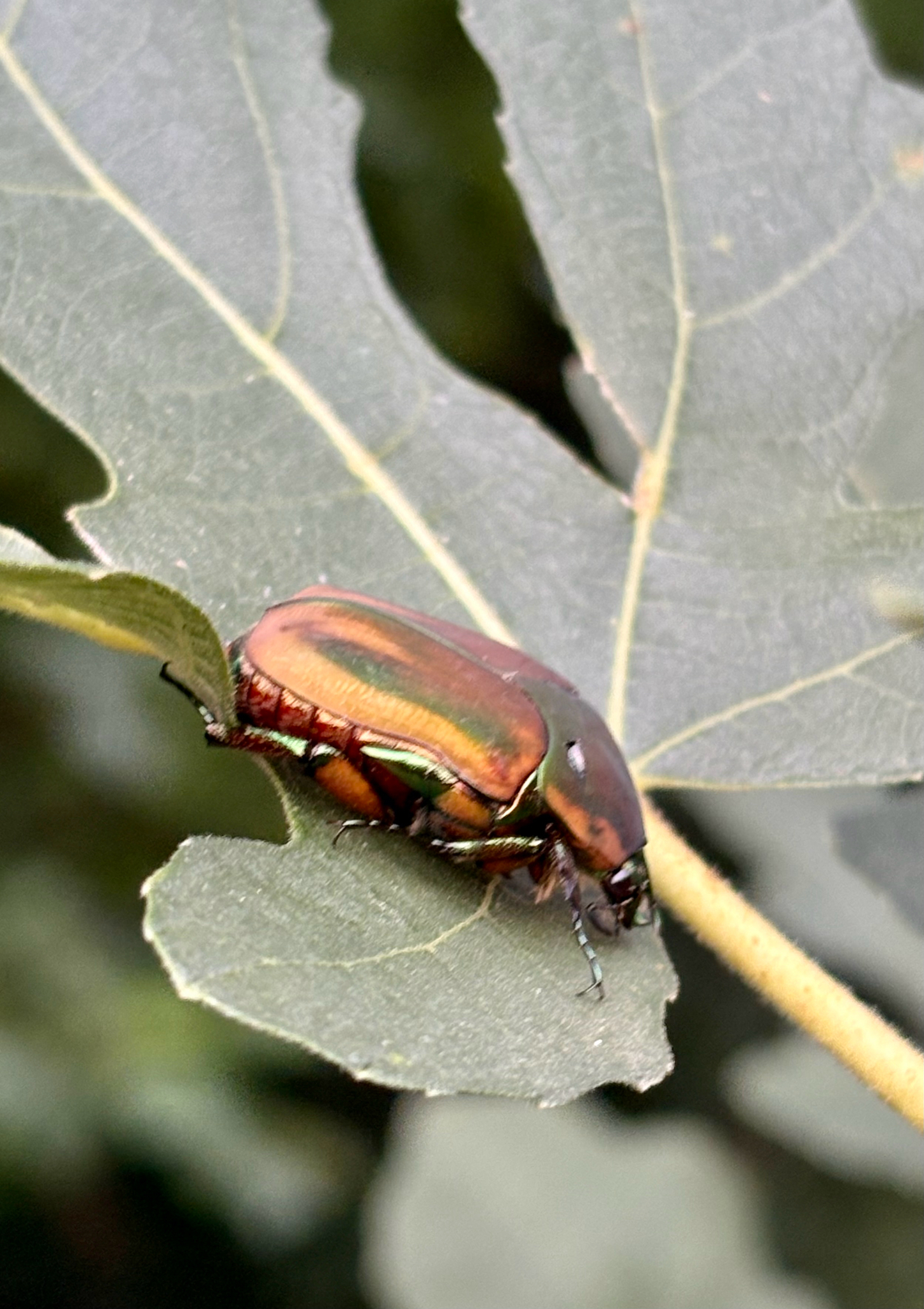 A shiny beetle rests on a green leaf, showcasing its iridescent colors.