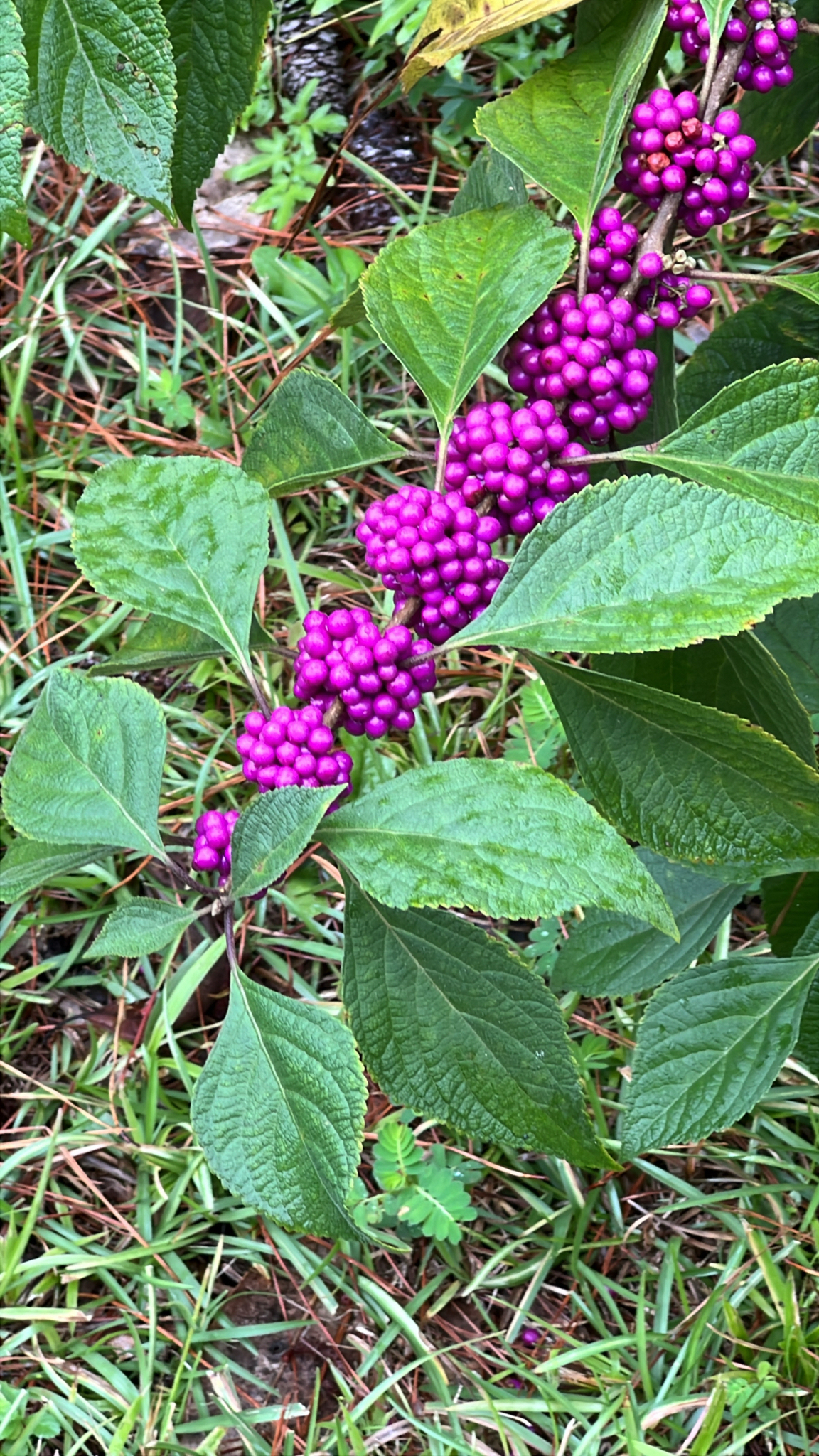 American Beautyberry