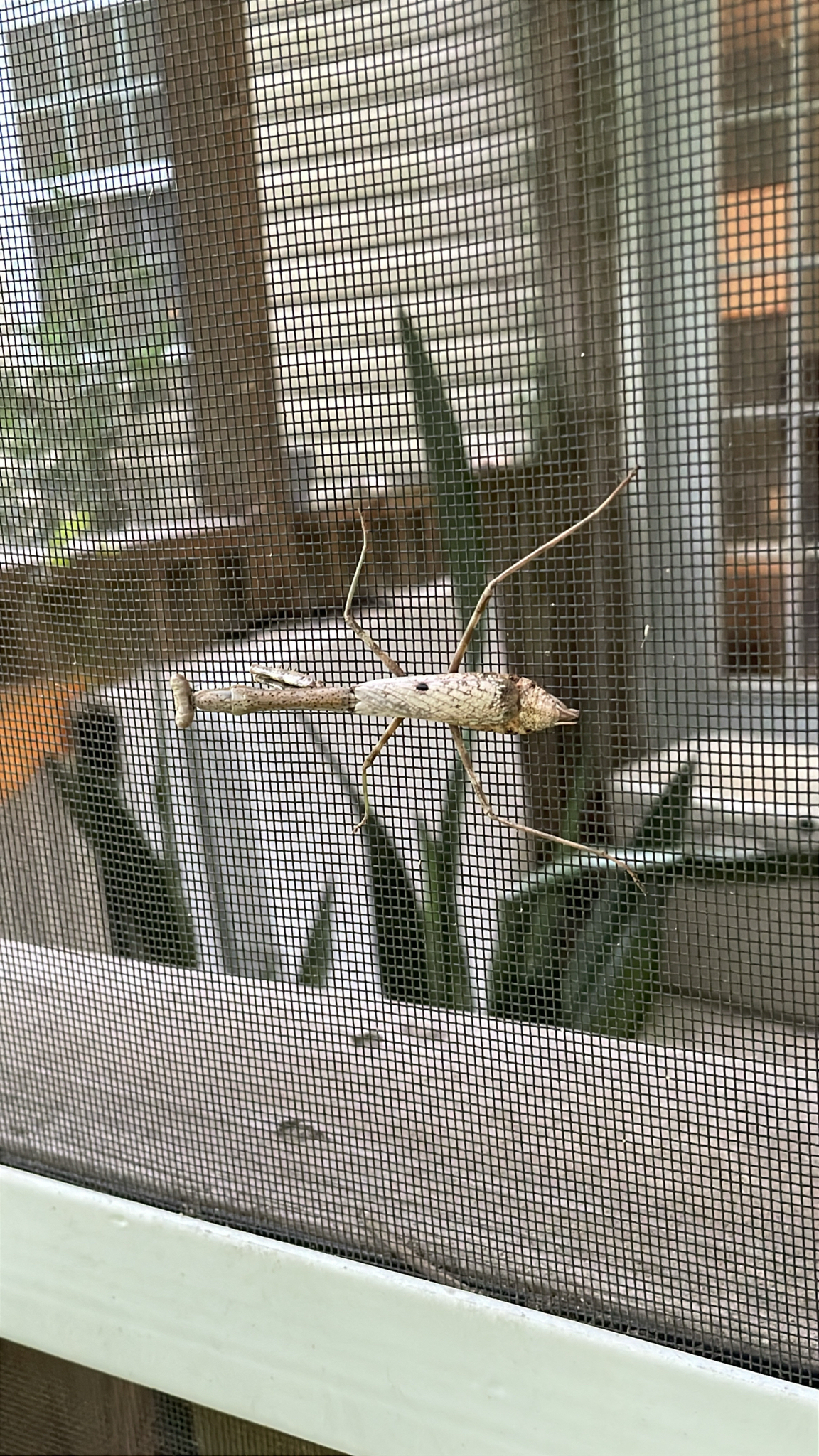 A stick insect clings to a mesh screen, with green plants visible in the background.