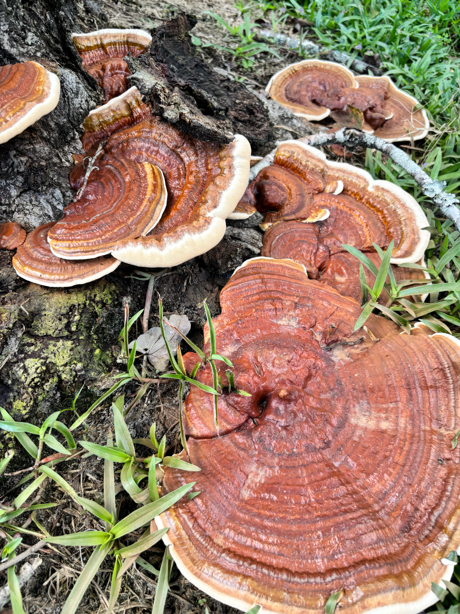 Colorful, layered mushrooms grow on a tree trunk, surrounded by grass and soil.