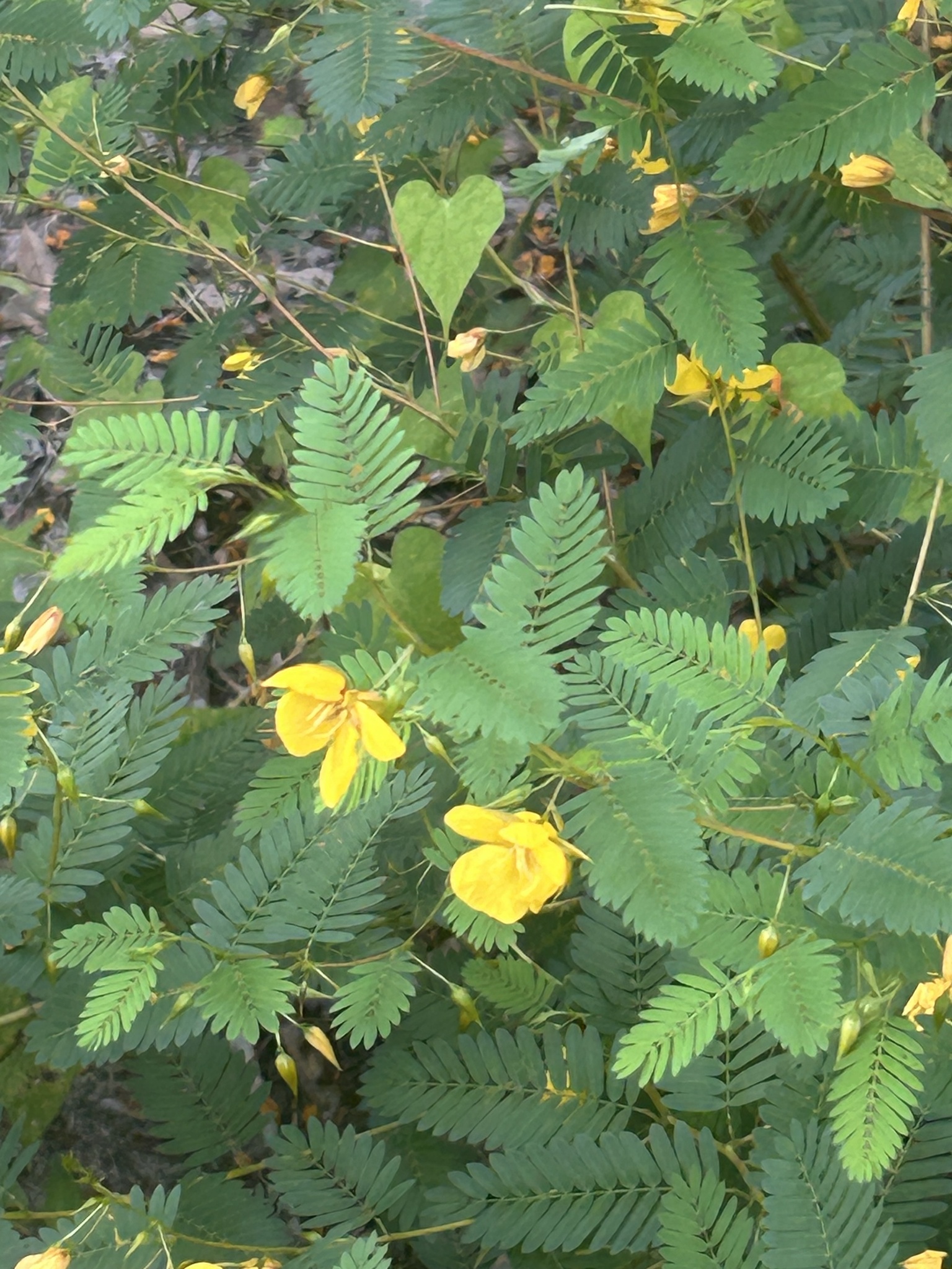 Green foliage with yellow flowers and a heart-shaped leaf among the plants.