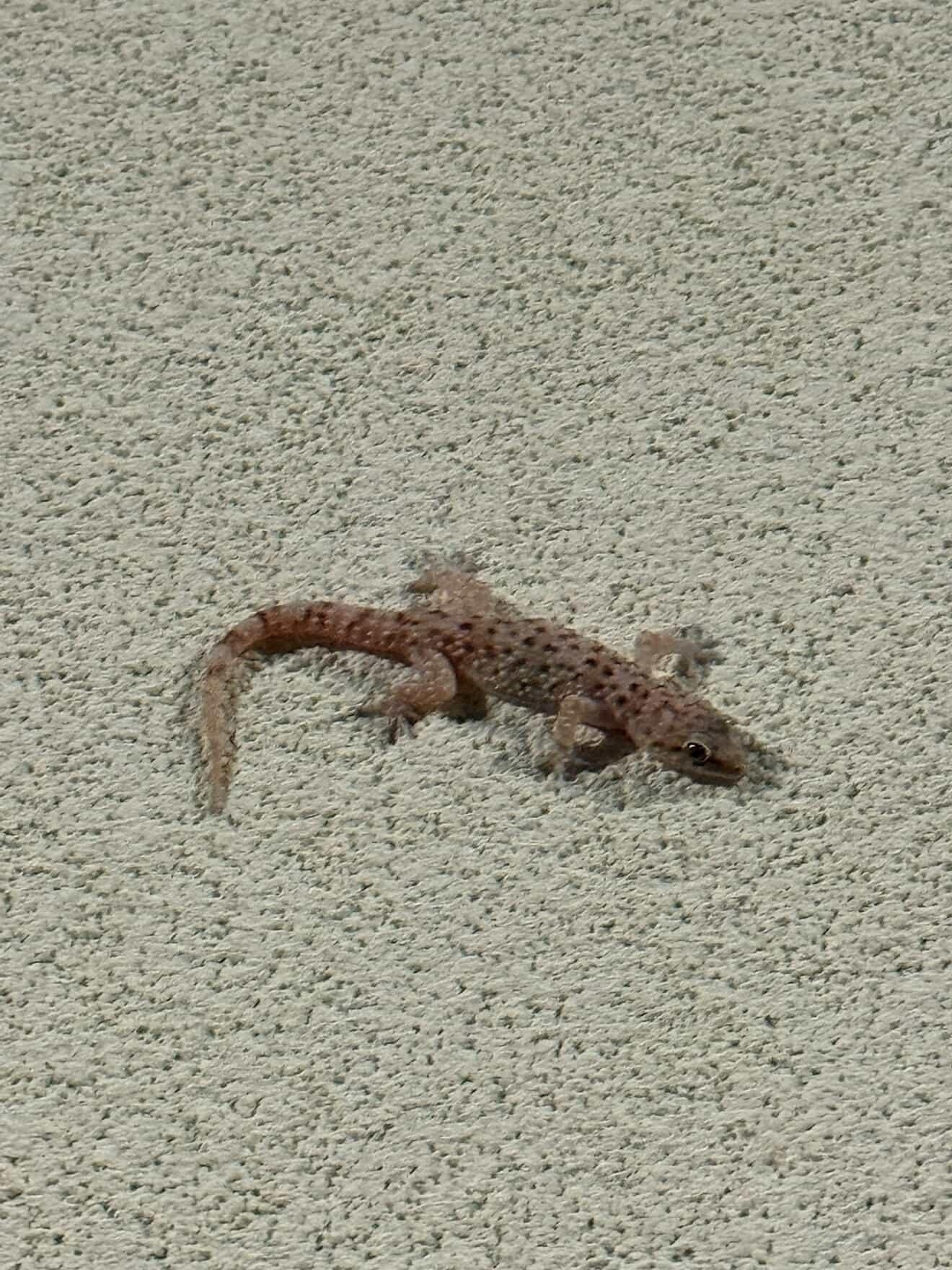 A small lizard with a spotted body crawls on a textured light-colored surface.