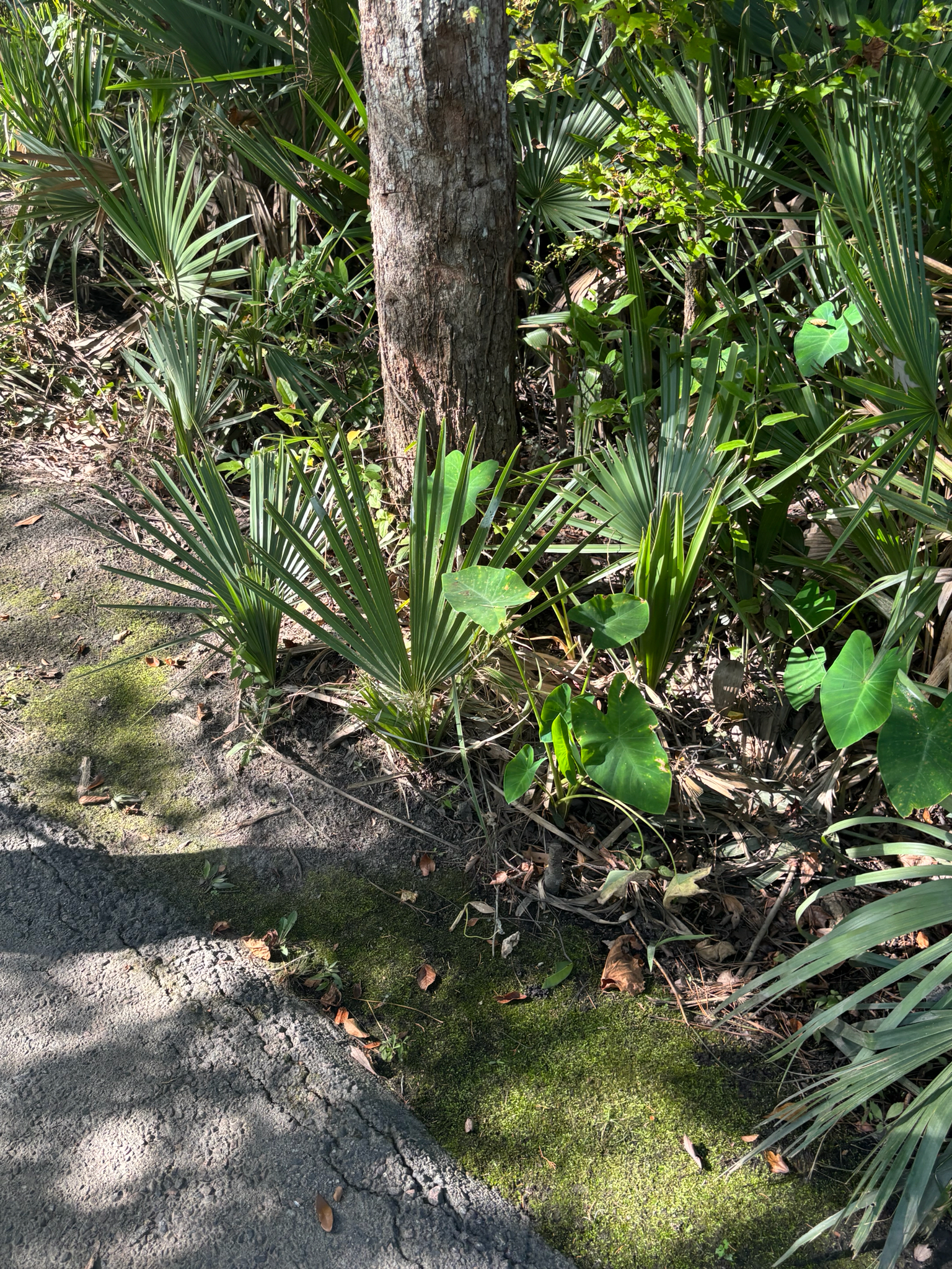 Lush greenery with palm leaves and a tree beside a cracked path. Sunlight filters through the foliage.