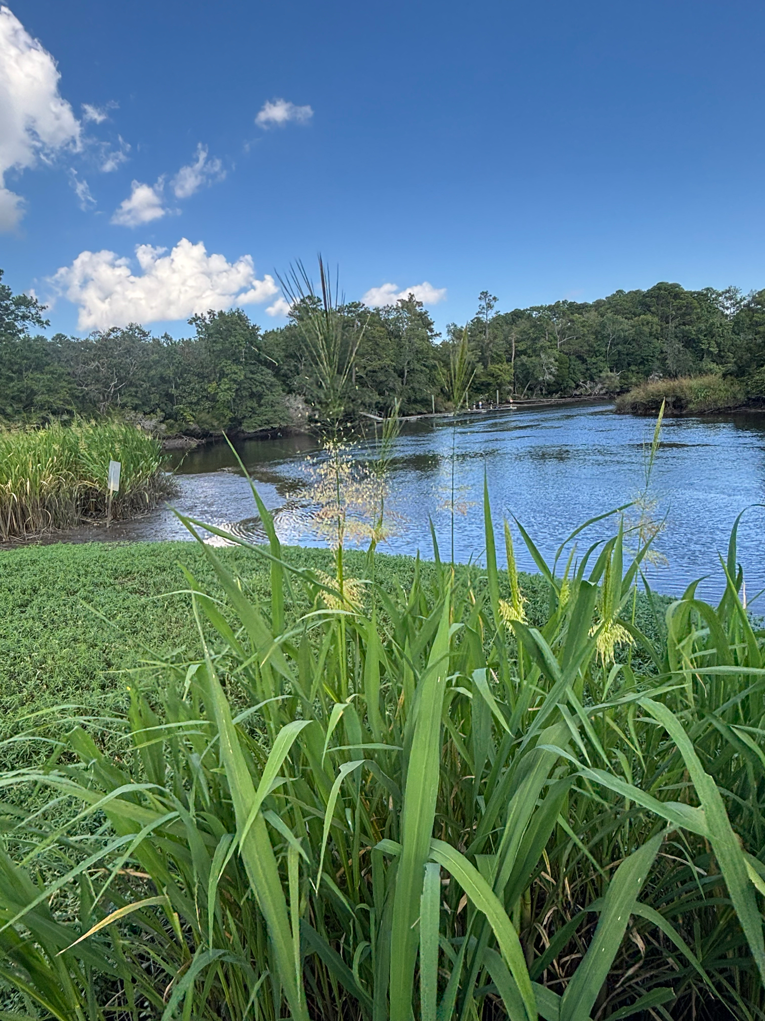 Tall green grasses frame a calm river under a blue sky with scattered clouds and trees in the background.