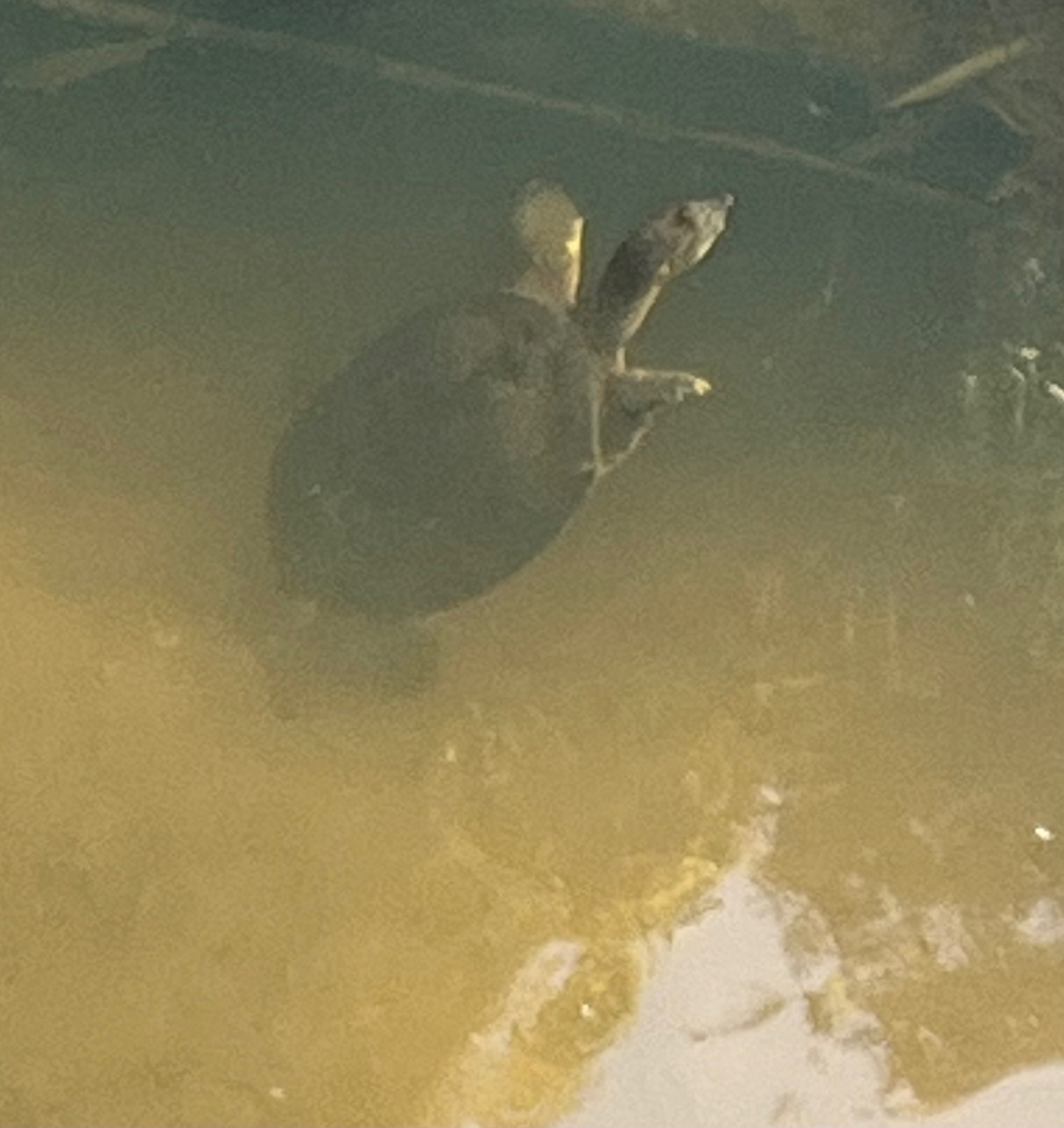 A turtle swims in murky water, partially submerged with its head and front legs visible.