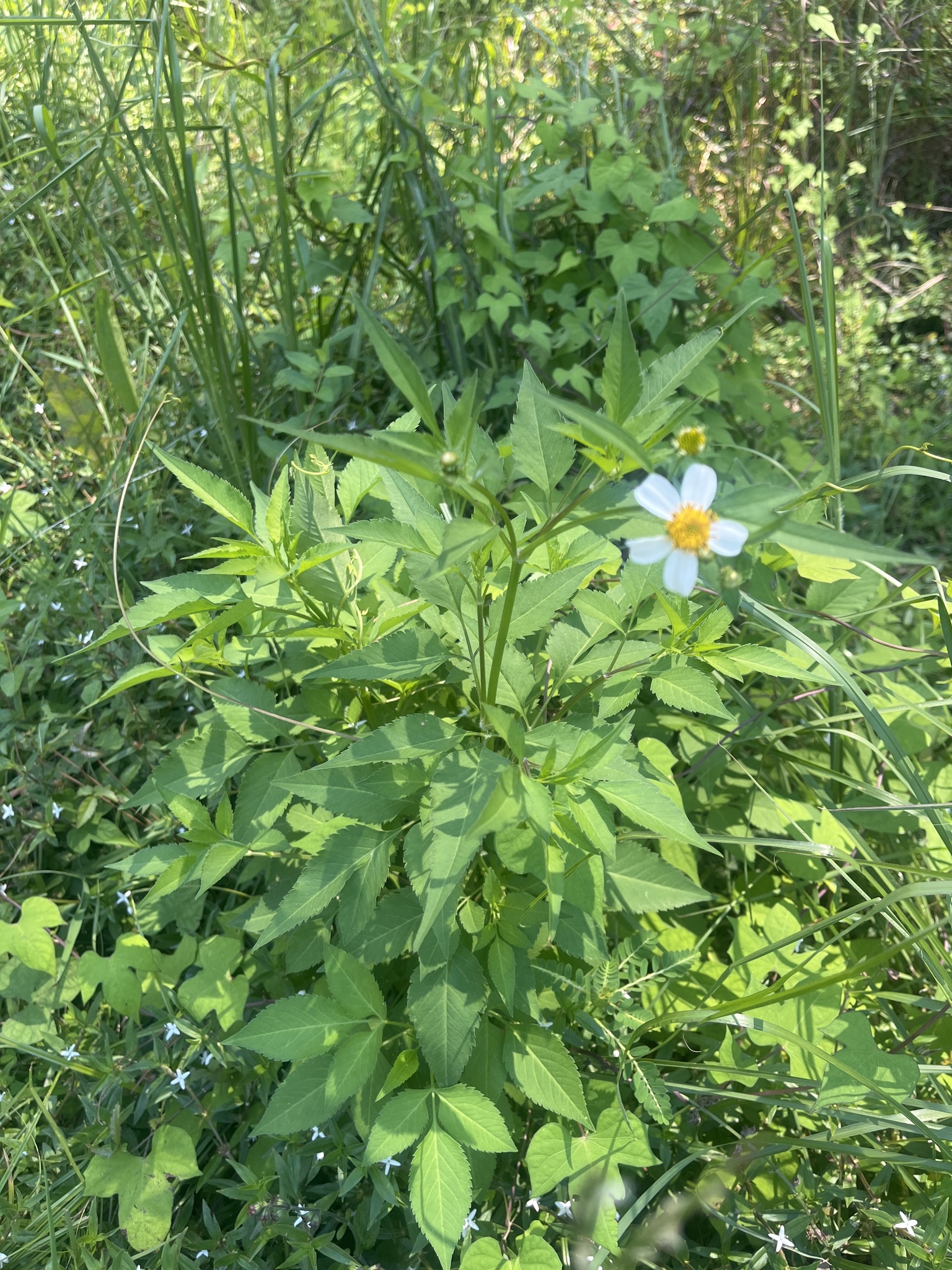 A cluster of green plants with a single white flower and yellow center among dense foliage.