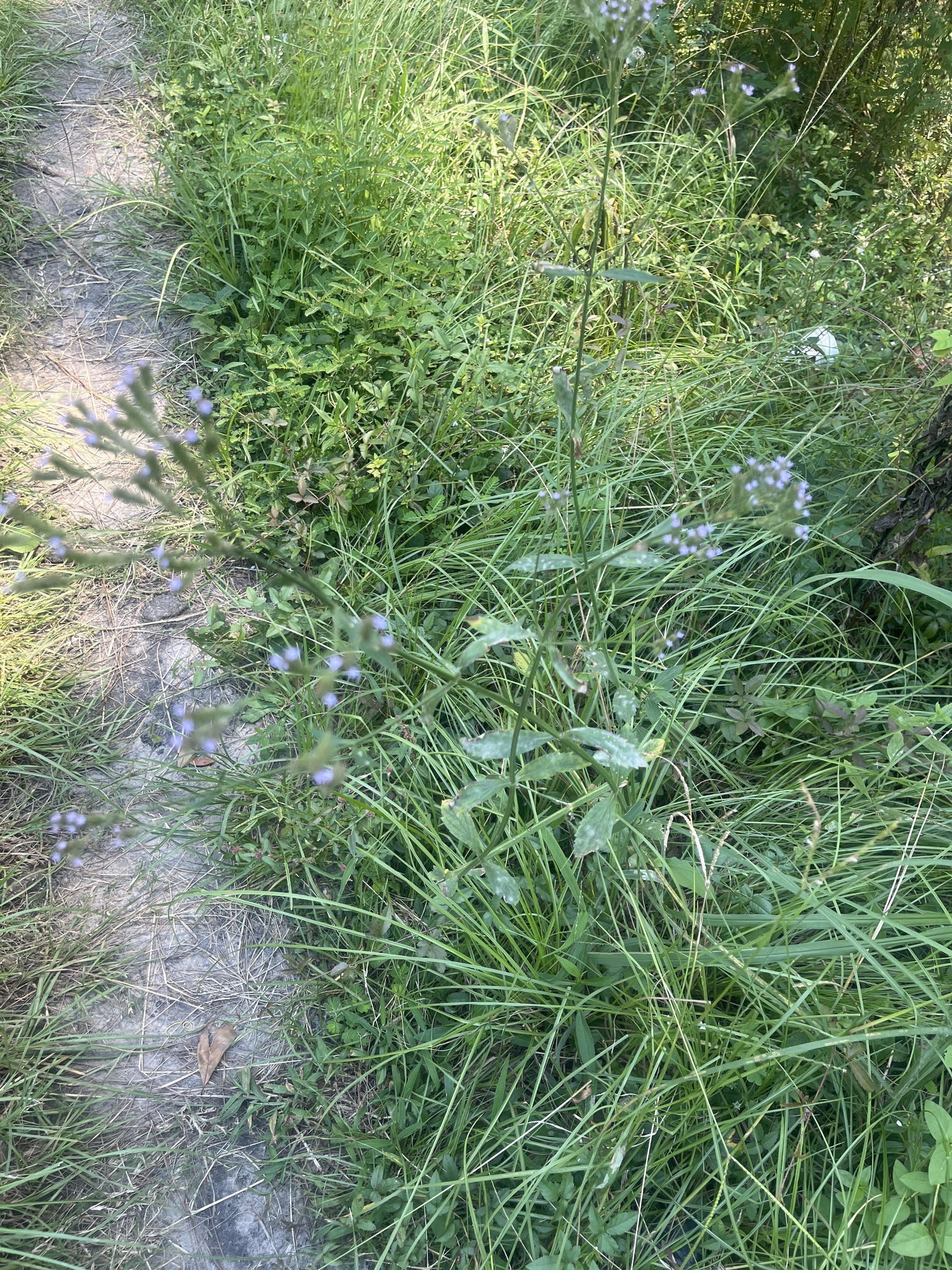 A narrow path surrounded by tall grass and small purple flowers.