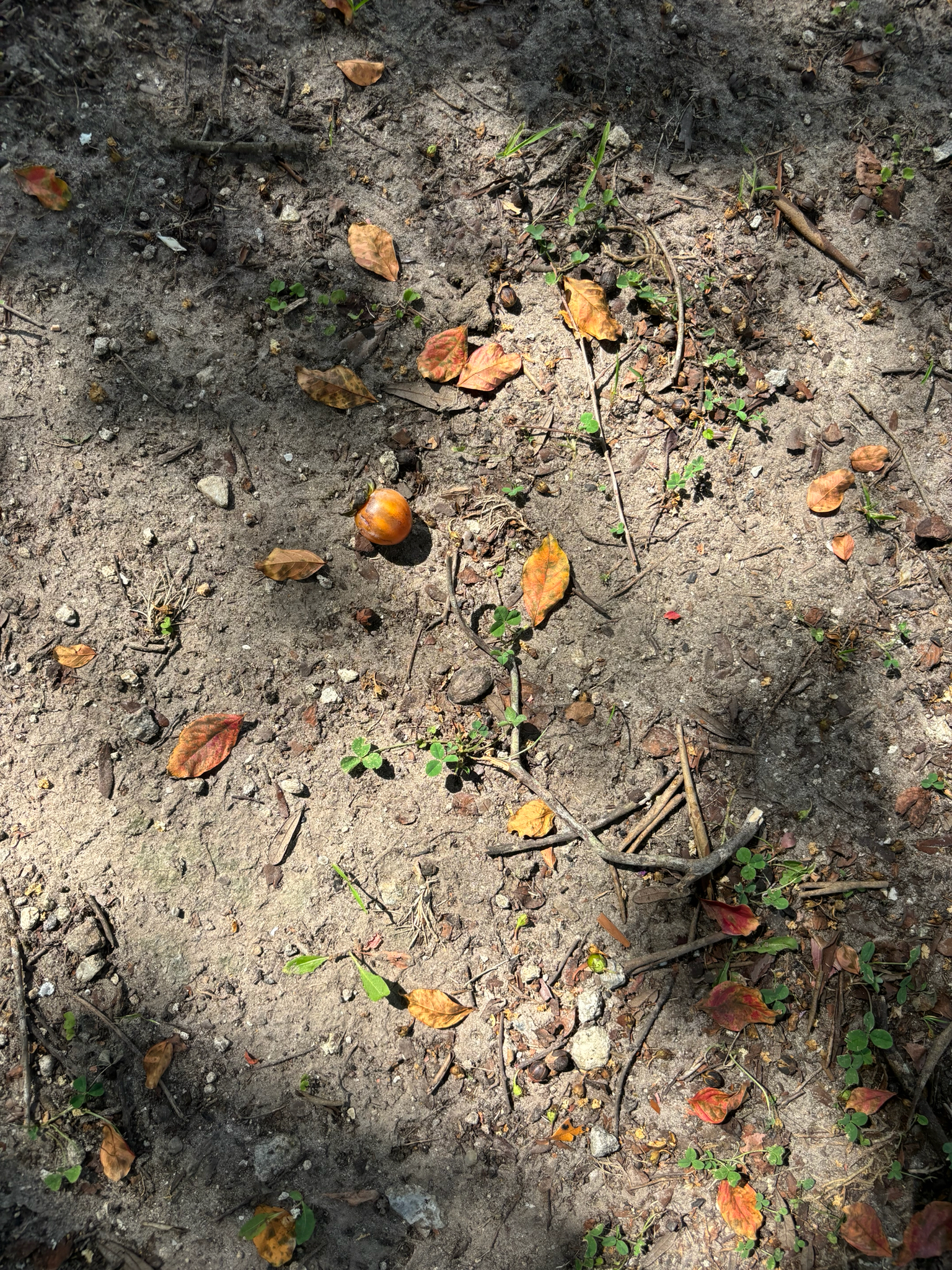 Brown soil scattered with fallen leaves, twigs, and a small fruit. Sunlight creates shadows on the ground.