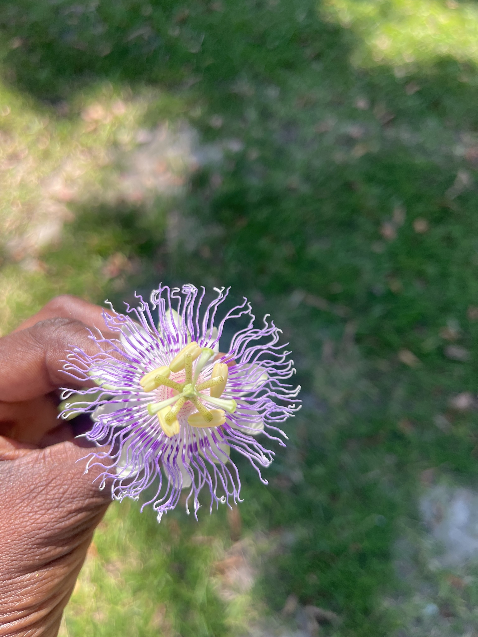 A hand holds a vibrant purple flower with intricate petals against a blurred green background.