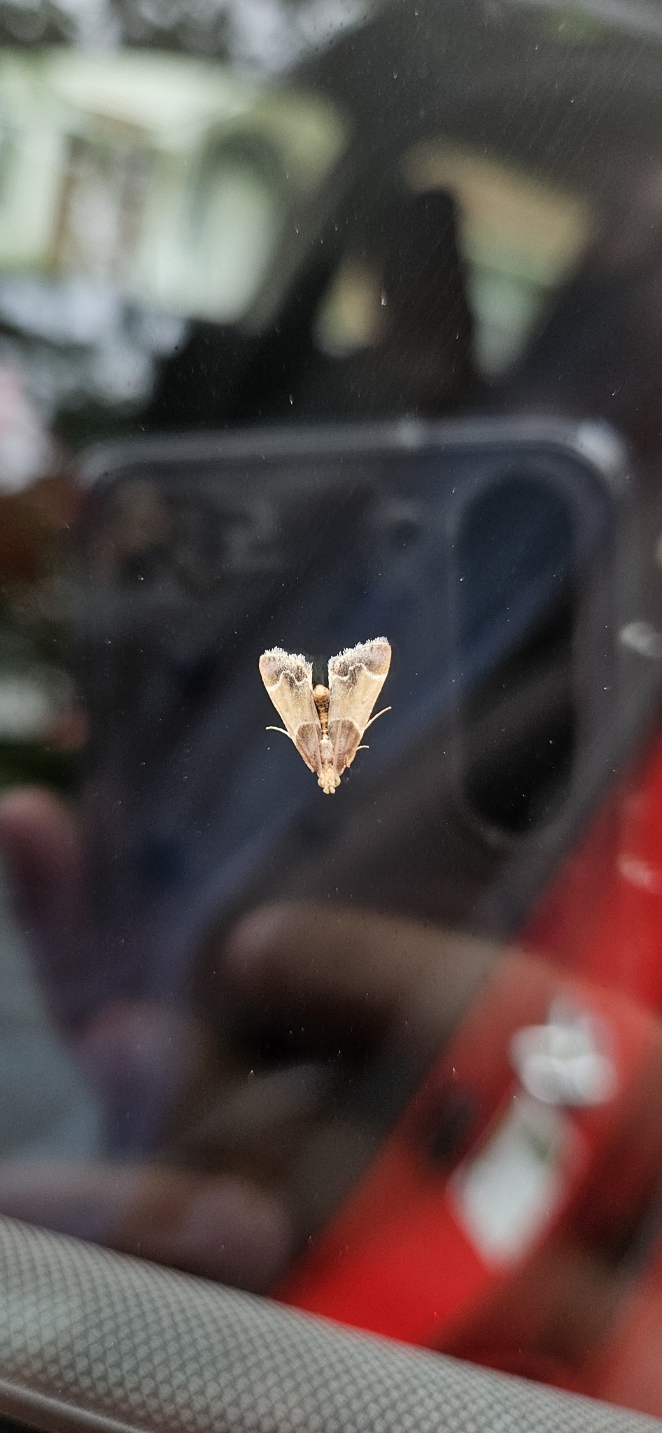 A moth rests on a car window, reflecting surrounding colors and shapes.