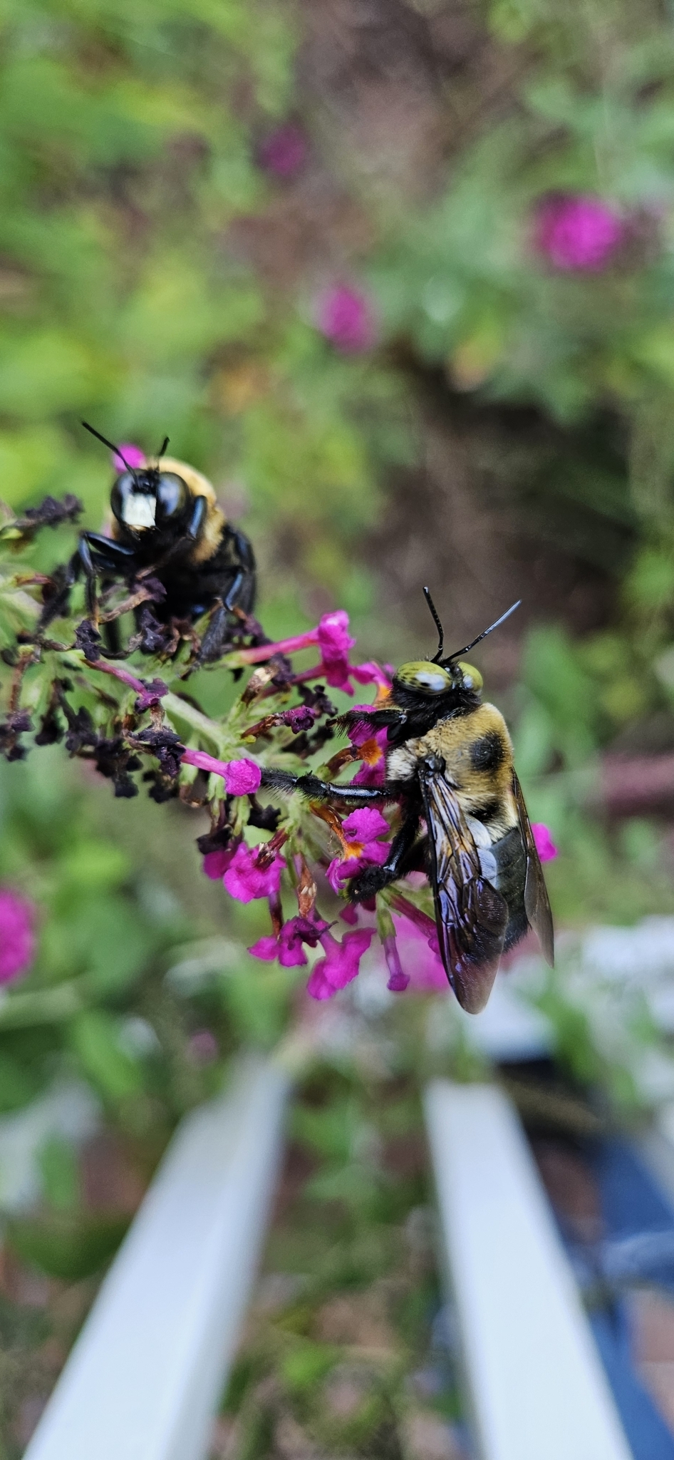 Two bees gather nectar from vibrant pink flowers in a garden setting.