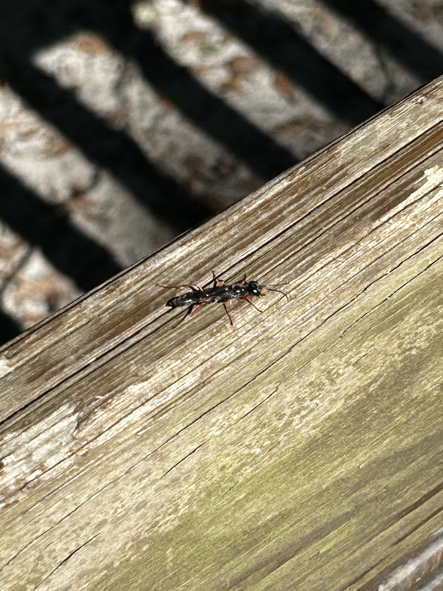 A black ant crawls along a wooden surface with sunlight casting shadows.